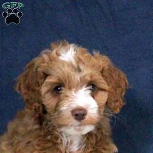 Eddie, Cockapoo Puppy