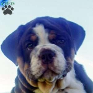 Eddie, English Bulldog Puppy
