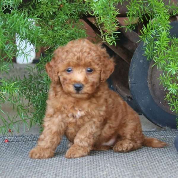 Eileen, Miniature Poodle Puppy