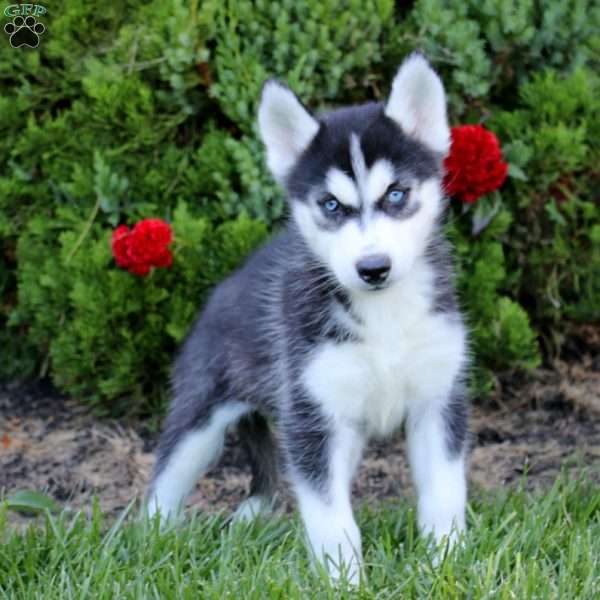 Eileen, Siberian Husky Puppy