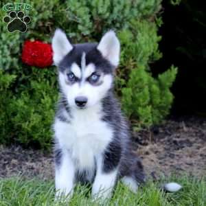 Eileen, Siberian Husky Puppy