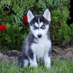 Eileen, Siberian Husky Puppy
