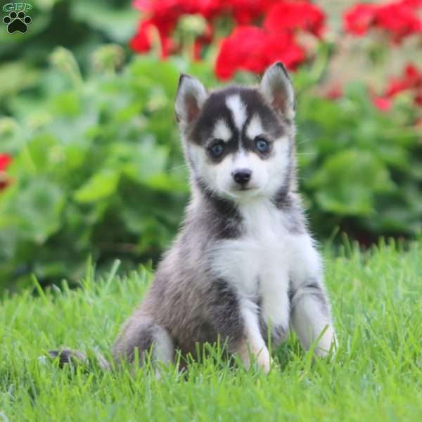 Elaine, Pomsky Puppy