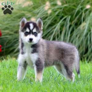 Elaine, Pomsky Puppy