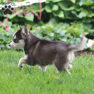 Elaine, Pomsky Puppy