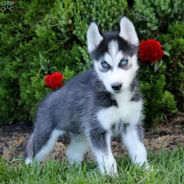 Eli, Siberian Husky Puppy