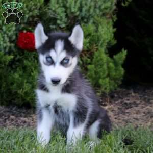 Eli, Siberian Husky Puppy