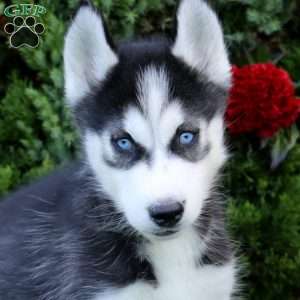 Eli, Siberian Husky Puppy