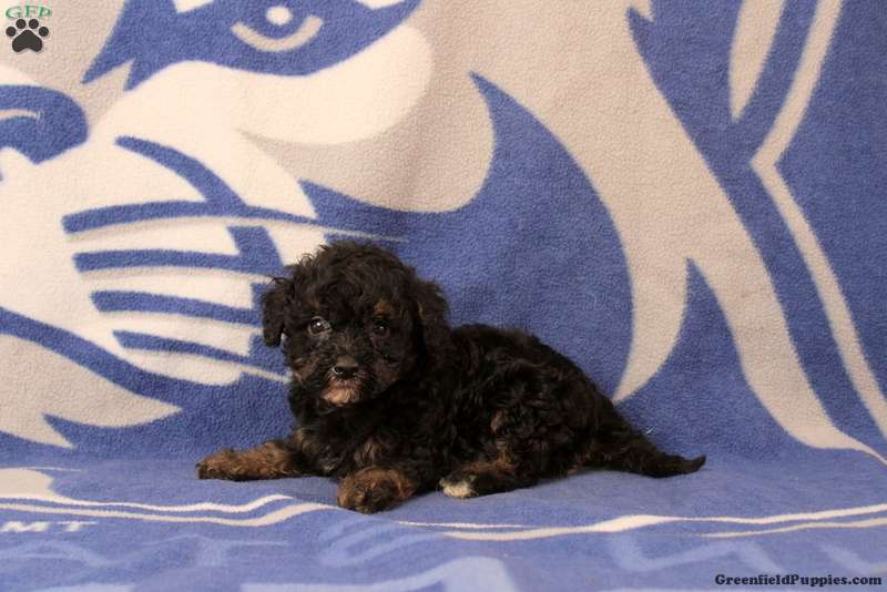 Elliana (Doodle / designer cross, Female) in Gap, PA