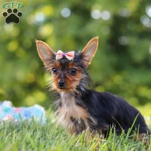 Ellie, Yorkie Puppy
