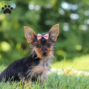 Ellie, Yorkie Puppy
