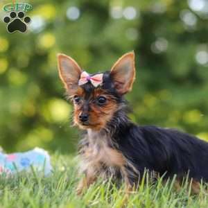 Ellie, Yorkie Puppy