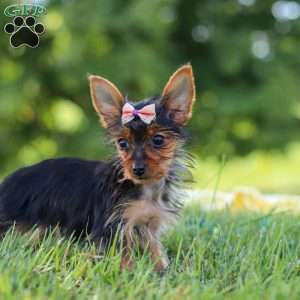 Ellie, Yorkie Puppy