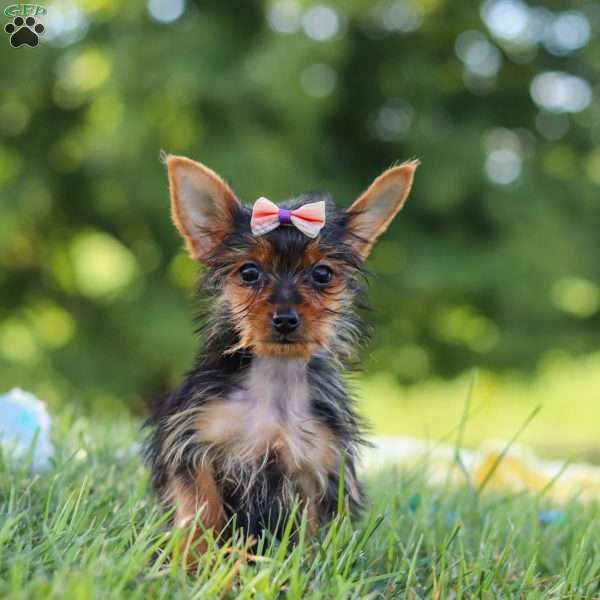 Ellie, Yorkie Puppy