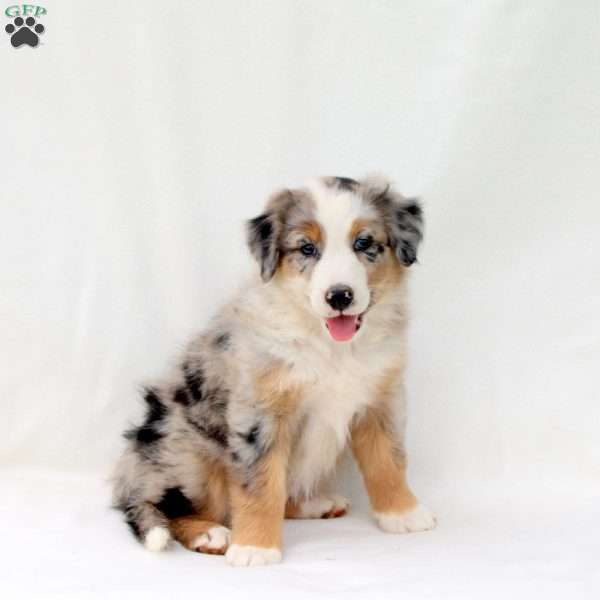 Elsa, Australian Shepherd Puppy