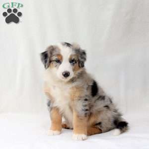 Elsa, Australian Shepherd Puppy