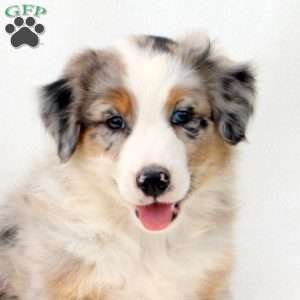 Elsa, Australian Shepherd Puppy