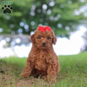 Elvira, Mini Goldendoodle Puppy