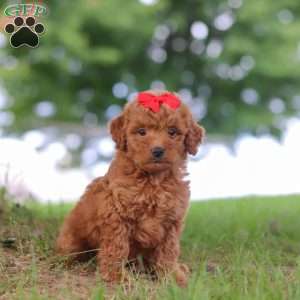 Elvira, Mini Goldendoodle Puppy