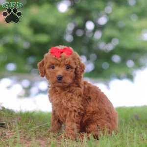Elvira, Mini Goldendoodle Puppy