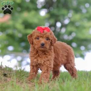 Elvira, Mini Goldendoodle Puppy