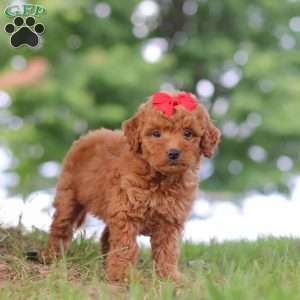 Elvira, Mini Goldendoodle Puppy