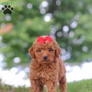 Elvira, Mini Goldendoodle Puppy
