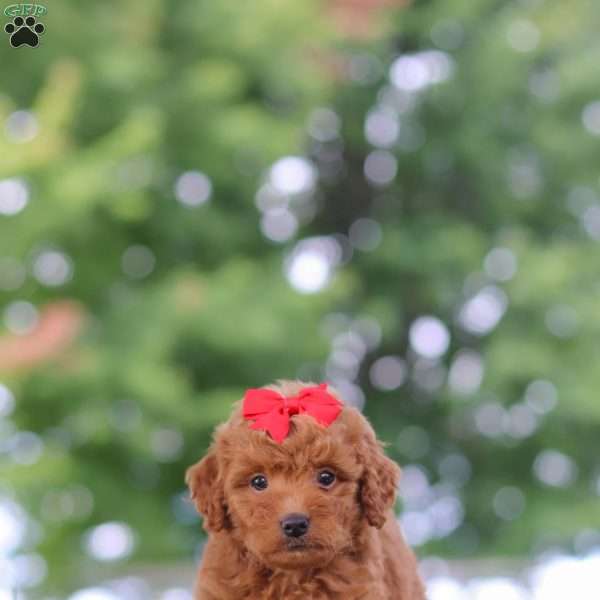 Elvira, Mini Goldendoodle Puppy