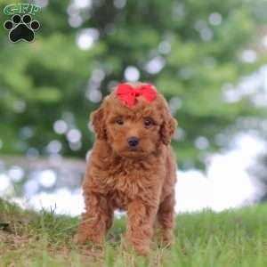 Elvira, Mini Goldendoodle Puppy