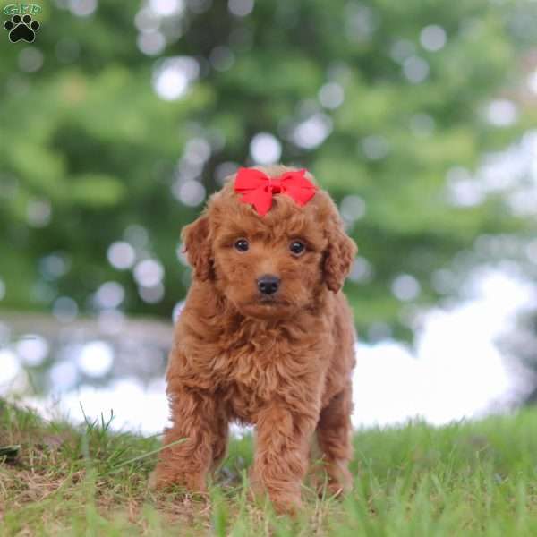 Elvira, Mini Goldendoodle Puppy