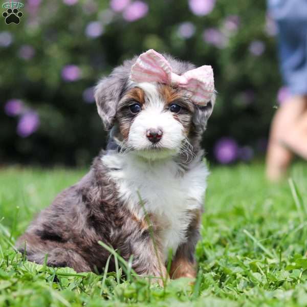 Ember, Mini Bernedoodle Puppy