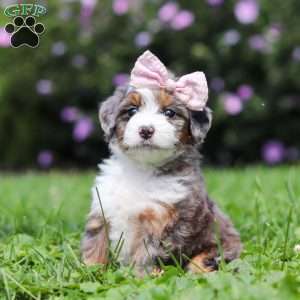 Ember, Mini Bernedoodle Puppy