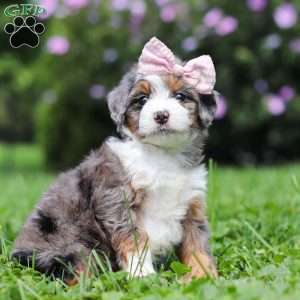 Ember, Mini Bernedoodle Puppy