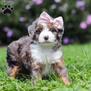 Ember, Mini Bernedoodle Puppy
