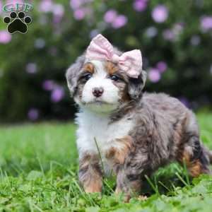 Ember, Mini Bernedoodle Puppy