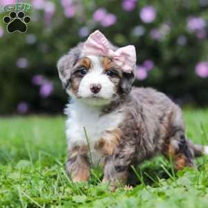 Ember, Mini Bernedoodle Puppy