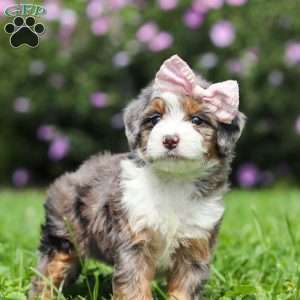 Ember, Mini Bernedoodle Puppy