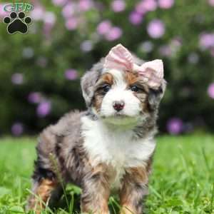 Ember, Mini Bernedoodle Puppy