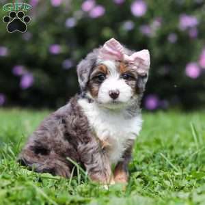 Ember, Mini Bernedoodle Puppy