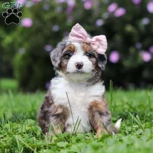 Ember, Mini Bernedoodle Puppy