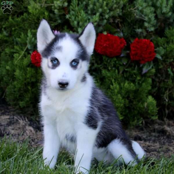 Emily, Siberian Husky Puppy