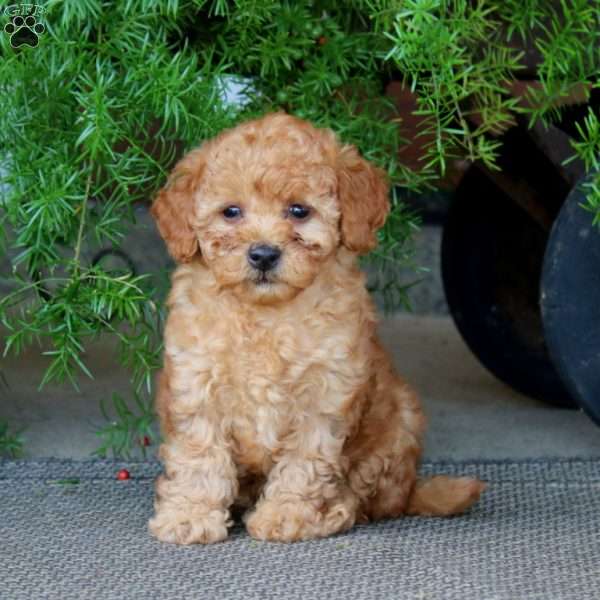 Emily, Miniature Poodle Puppy