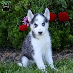 Emily, Siberian Husky Puppy