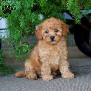 Emily, Miniature Poodle Puppy