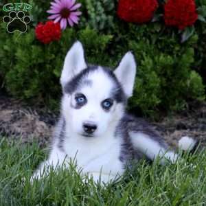 Emily, Siberian Husky Puppy