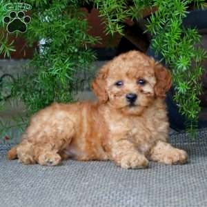 Emily, Miniature Poodle Puppy