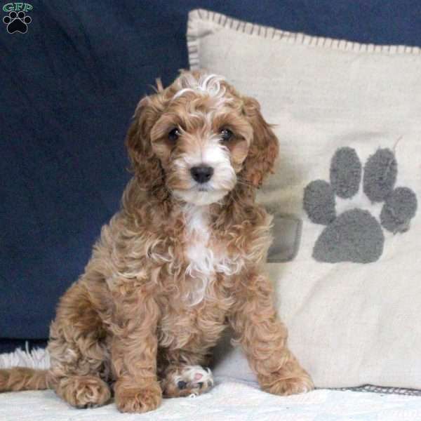 Emma, Cockapoo Puppy