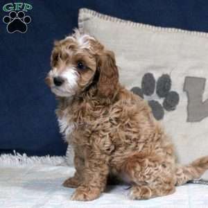 Emma, Cockapoo Puppy