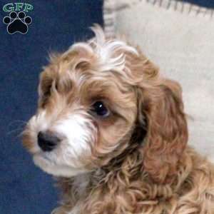 Emma, Cockapoo Puppy