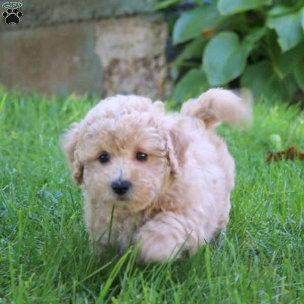 Emma, Bich-Poo Puppy